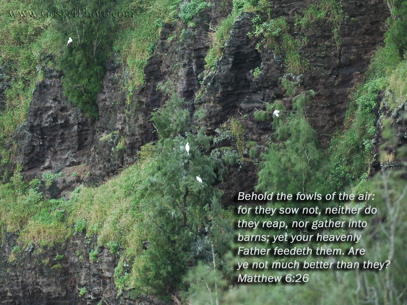 Mexican Pinyon - HD Wallpaper 