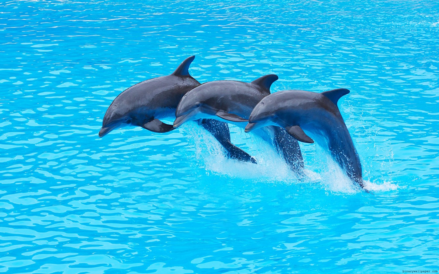 Hd Quality Dolphins Wallpapers, High Quality, Bsnscb - 1440x900 Wallpaper -  