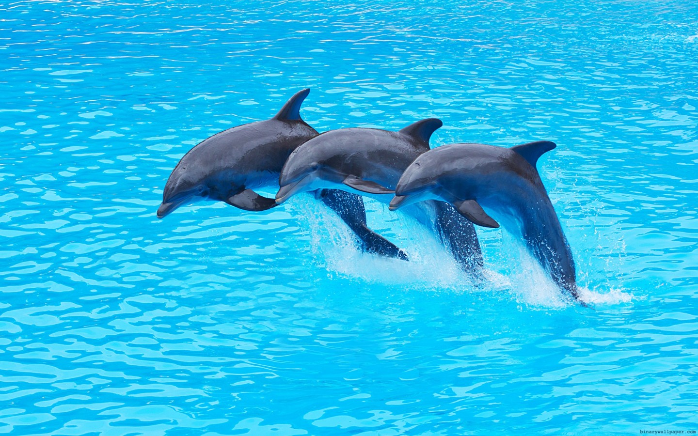 Hd Quality Dolphins Wallpapers, High Quality, Bsnscb - 1440x900 Wallpaper - Hd Quality Dolphins Wallpapers, High Quality, Bsnscb - 1440x900 Wallpaper -