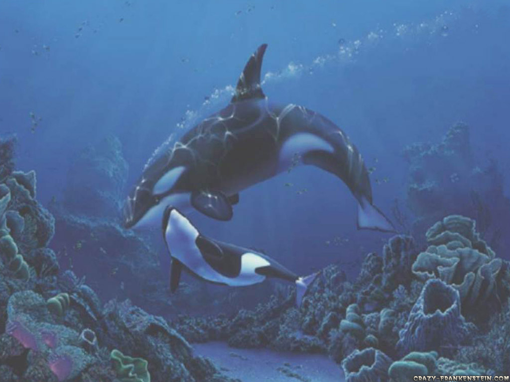 Fondos De Pantalla De Orcas - HD Wallpaper 