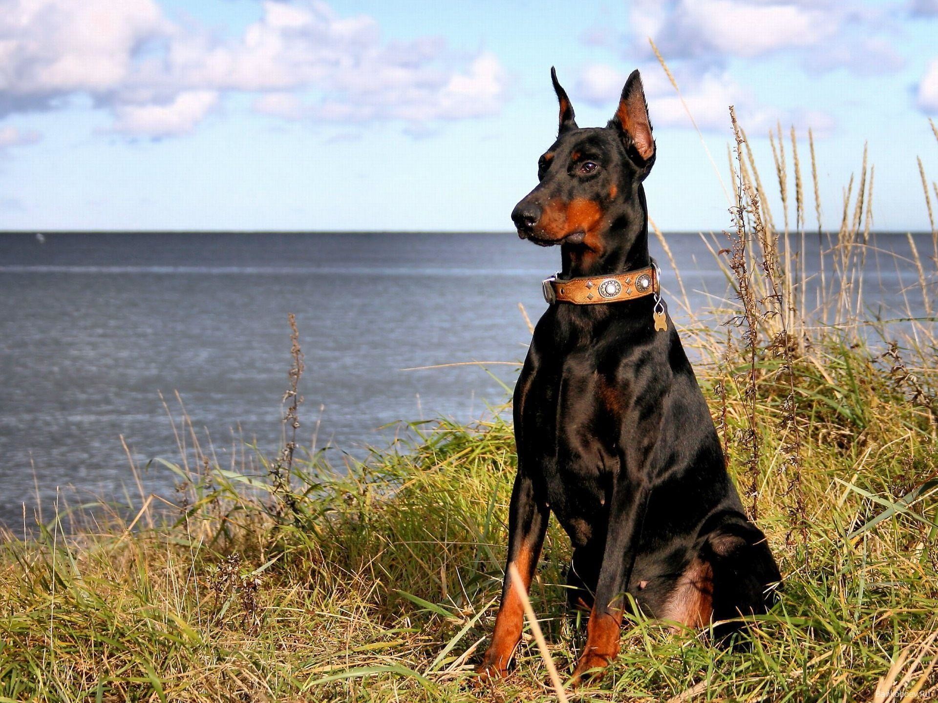 Doberman Wallpaper Taken From Doberman Wallpaper - Doberman Wallpaper Hd - HD Wallpaper 