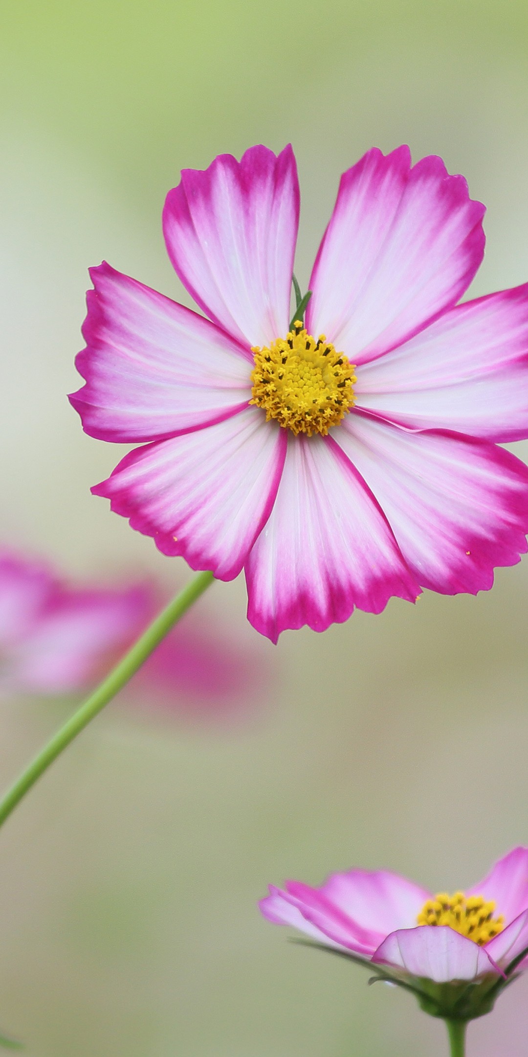 Cosmos Wallpaper - If Every Tiny Flower Wanted - HD Wallpaper 