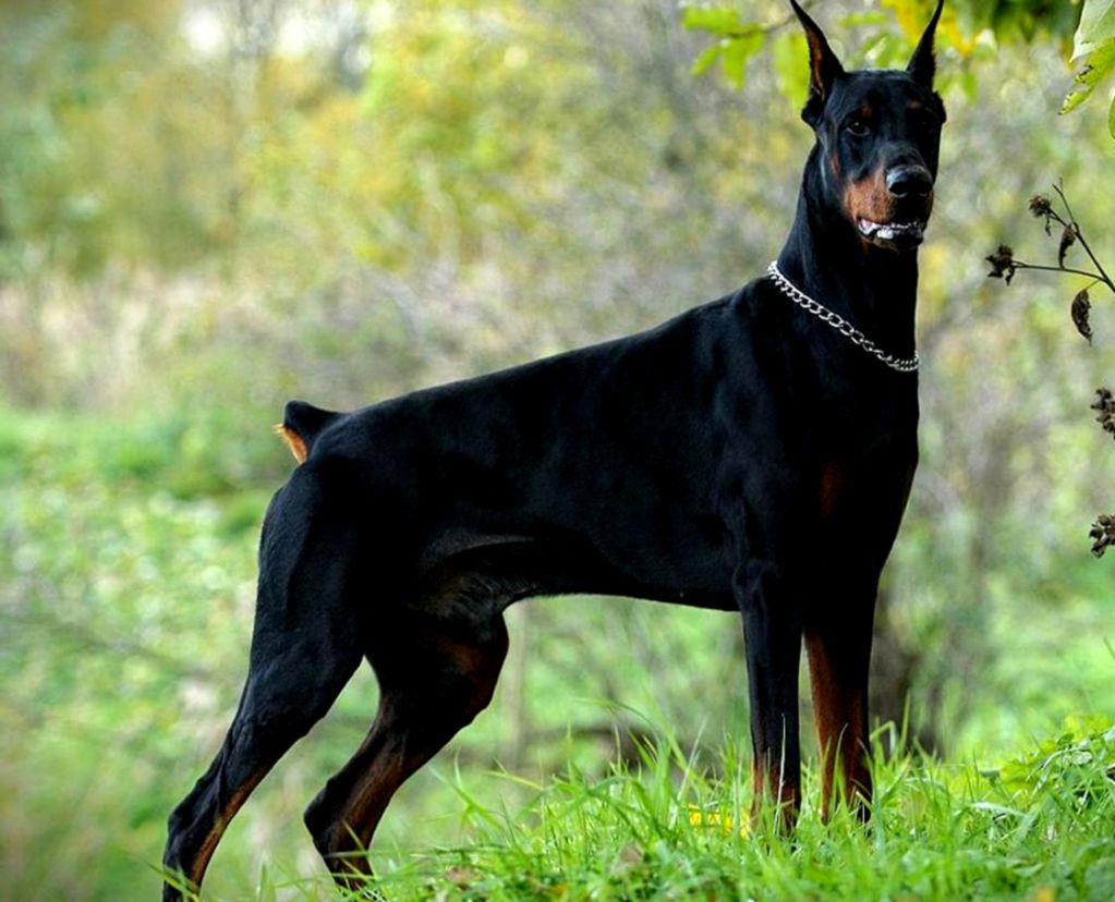 Doberman Avenue - Doberman Pinscher - HD Wallpaper 