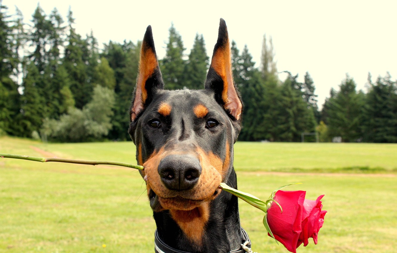 Photo Wallpaper Romance, Rose, Doberman, Red, Doberman - Doberman Funny - HD Wallpaper 