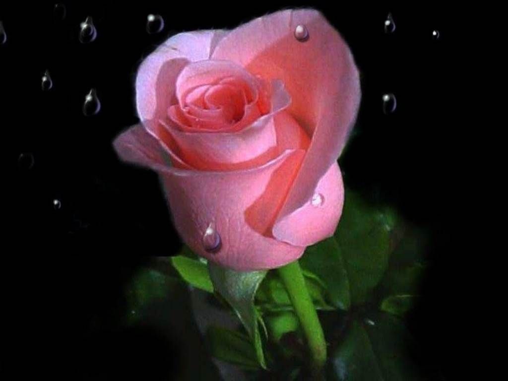 Rose Beautiful Flowers Images Free Downloads - 1024x768 Wallpaper -  
