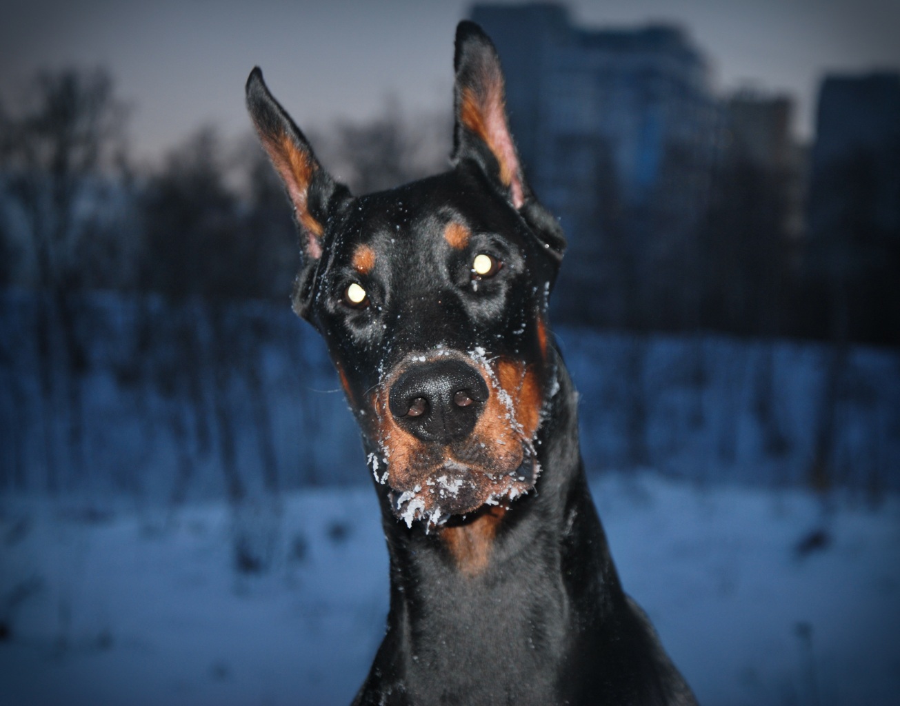 Doberman Computer Wallpapers, Desktop Backgrounds - Dobermann Whallpaper - HD Wallpaper 