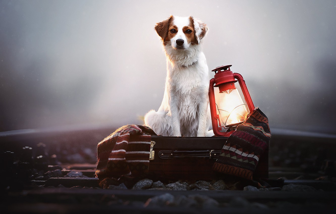 Photo Wallpaper Fog, Dog, Lantern, Railroad, Plaid, - Wallpaper - HD Wallpaper 
