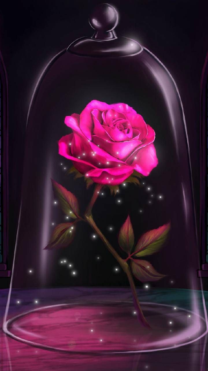 Rose In A Glass Beauty And The Beast - HD Wallpaper 