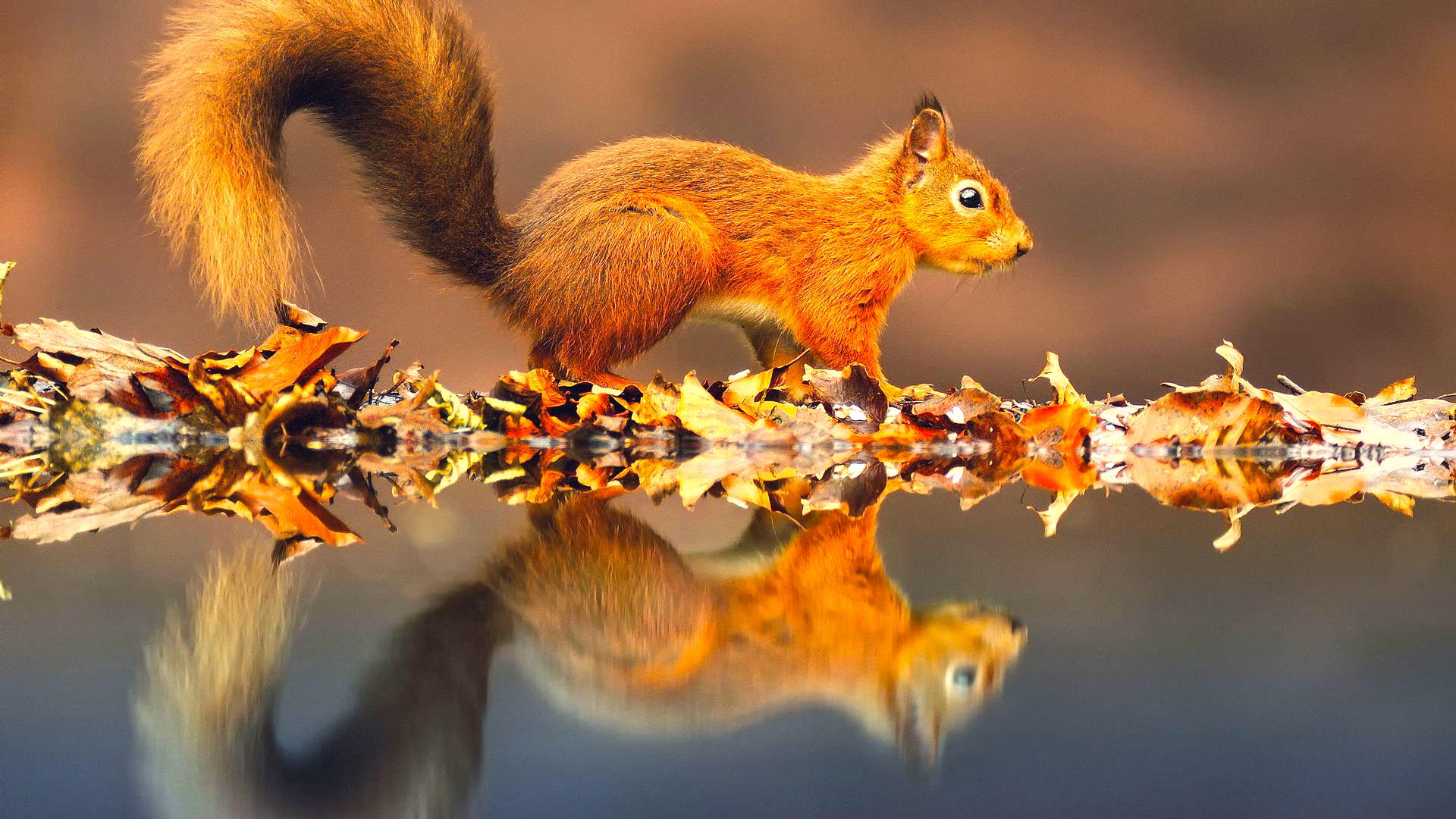 Free New And Latest Backgrounds Hd - Autumn Wallpaper Squirrel - HD Wallpaper 