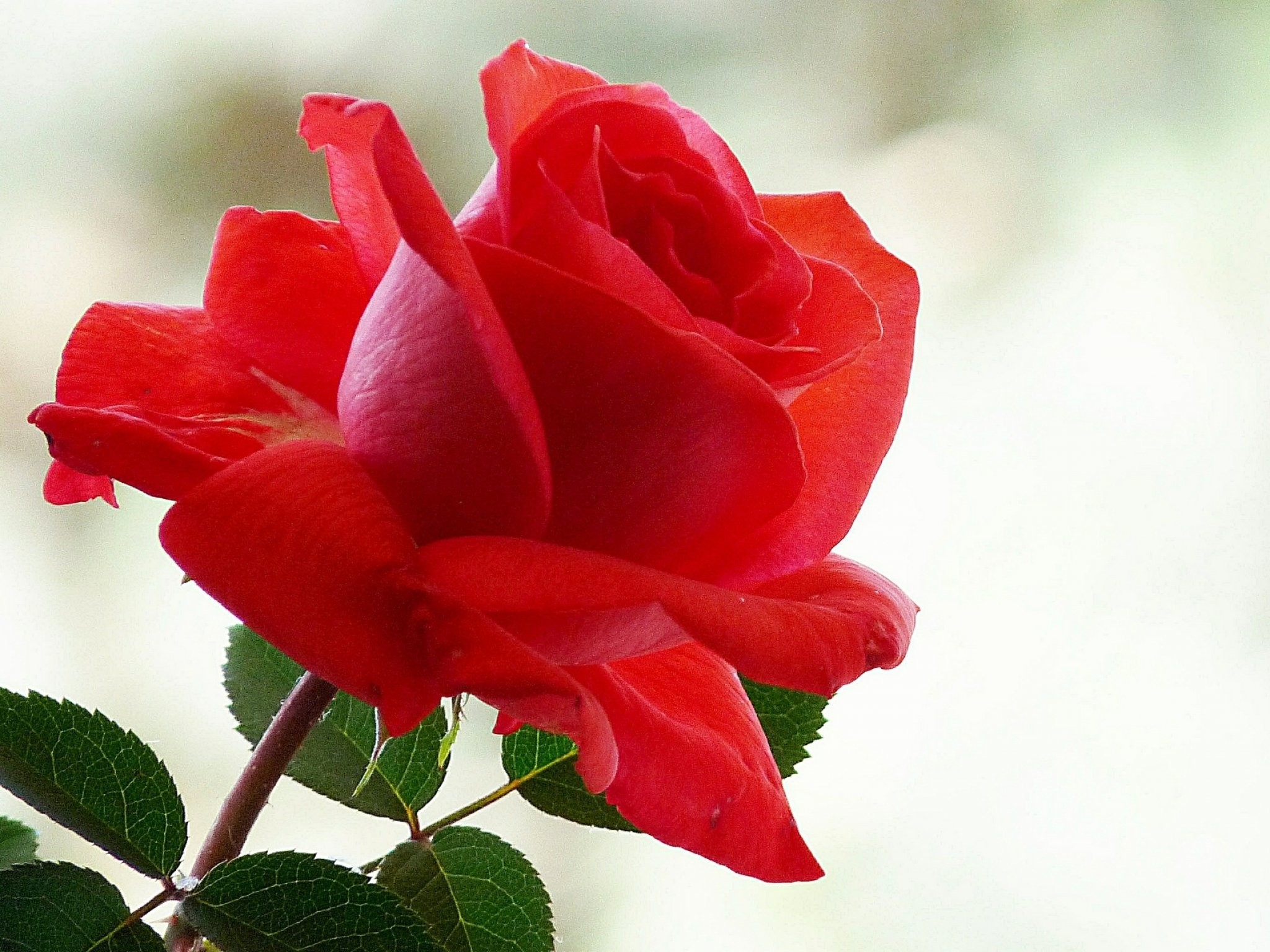 2048x1536, Free Nature Roses Flower Wallpapers High - Rose Flower Images Hd - 2048x1536 Wallpaper 2048x1536, Free Nature Roses Flower Wallpapers High - Rose Flower Images Hd - 2048x1536 Wallpaper