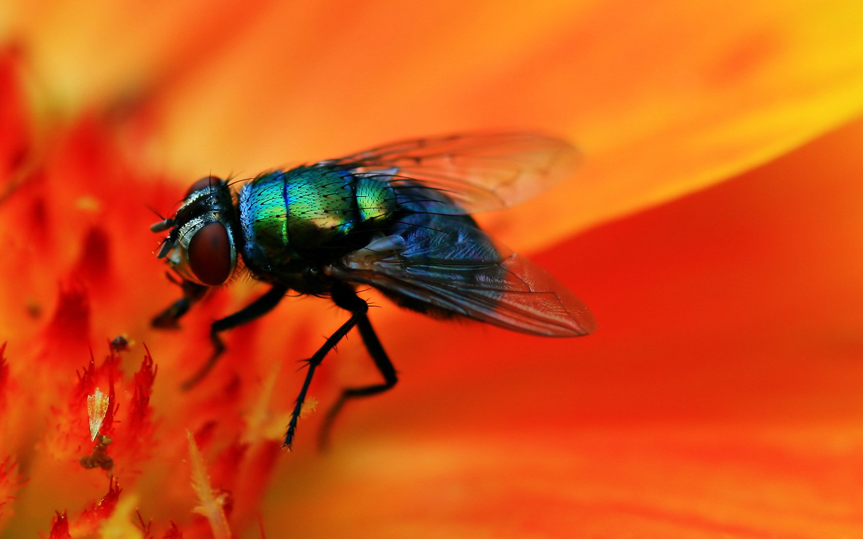 Animal Hd Fly - HD Wallpaper 