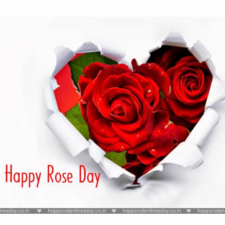 Rose Day Valentines Day Images Free Download - World Rose Day 2019 -  720x720 Wallpaper 