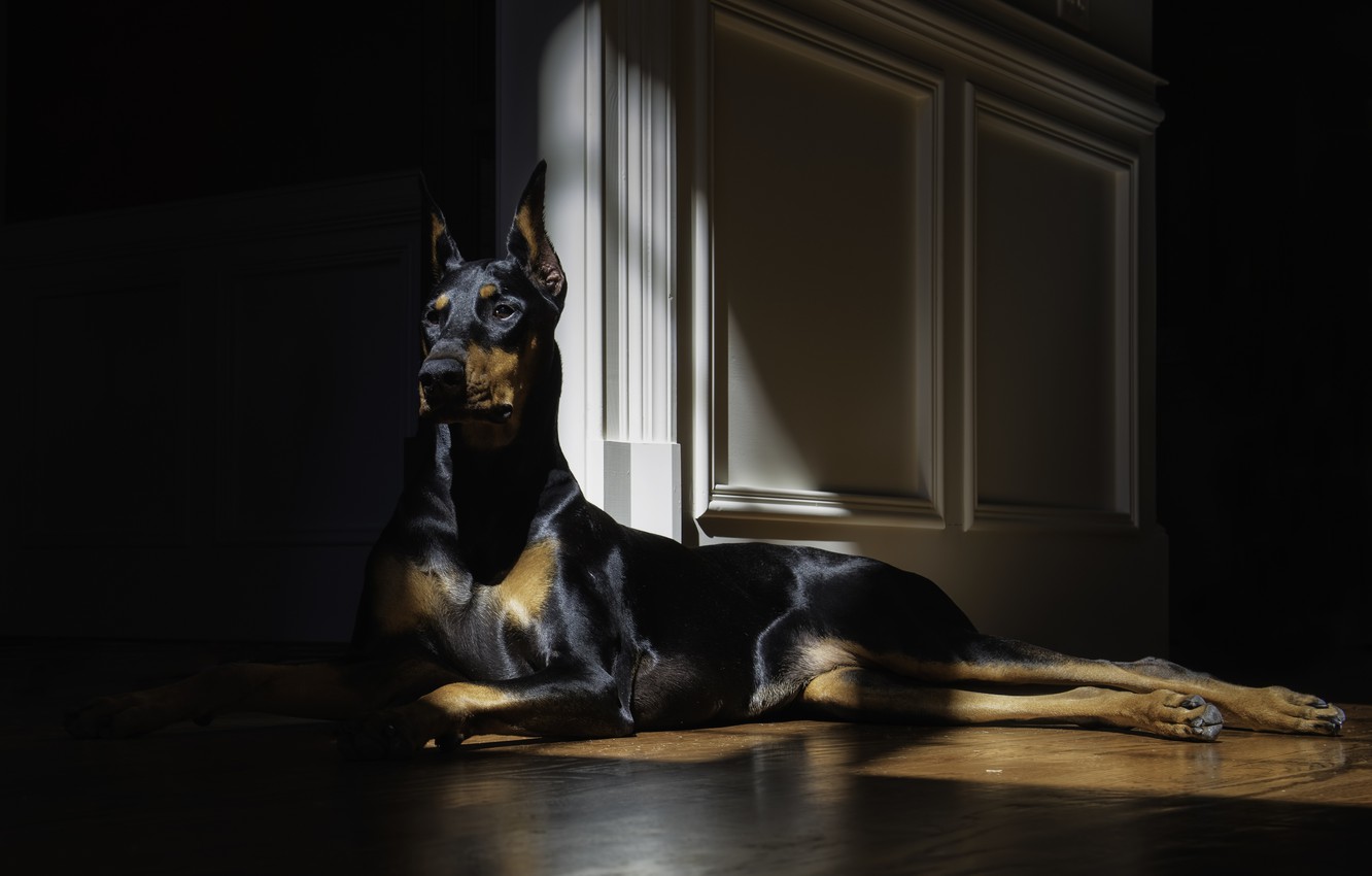 Photo Wallpaper Look, Dog, Lies, Doberman - Доберман Фото На Заставку - HD Wallpaper 