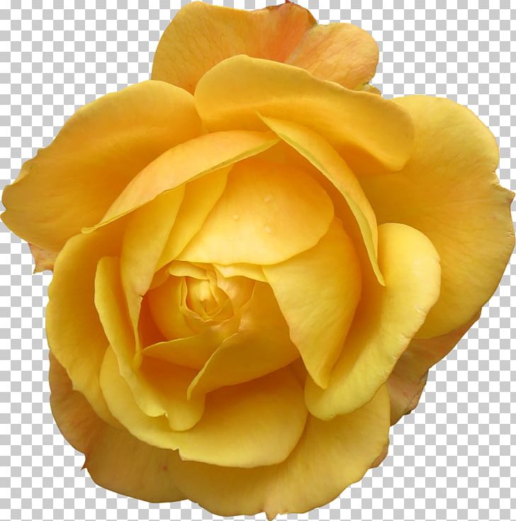 Rose Flower Png, Clipart, Closeup, Cut Flowers, Desktop - Emoji Iphone Png - HD Wallpaper 