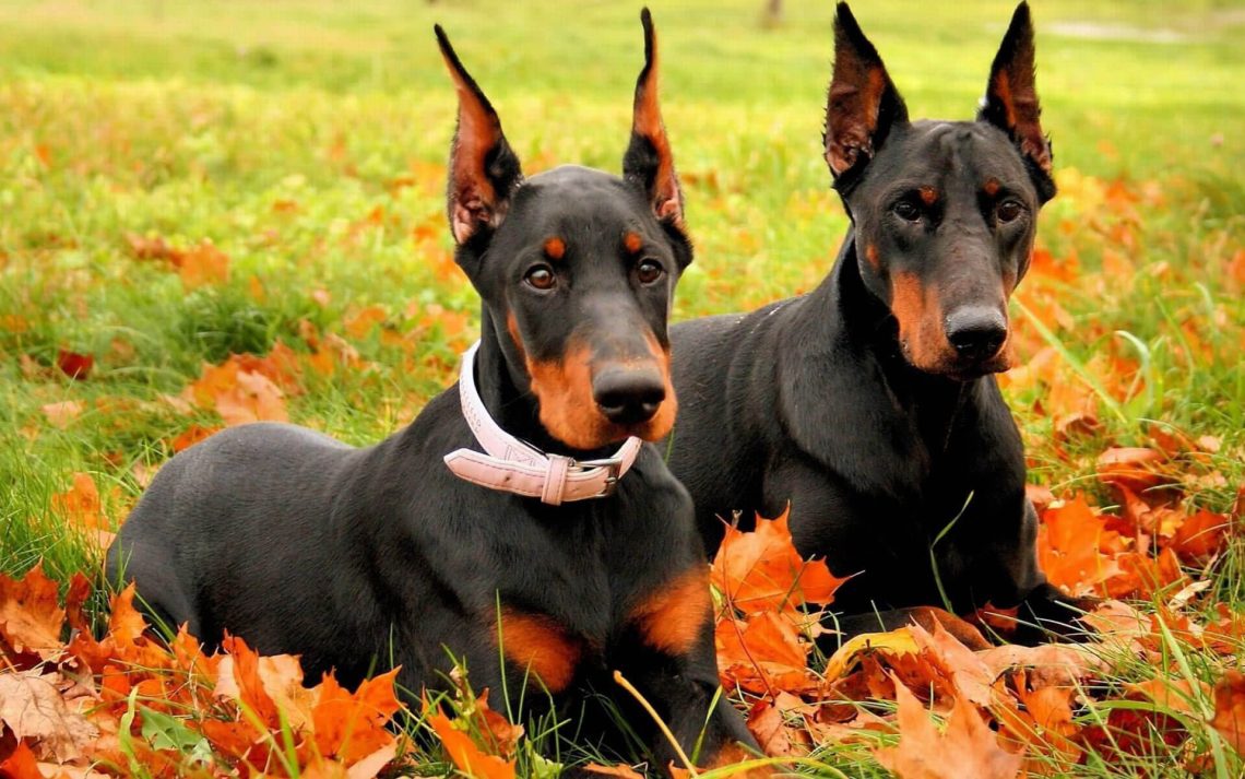 Two Dobermans Wallpaper - Two Doberman Pinscher - HD Wallpaper 