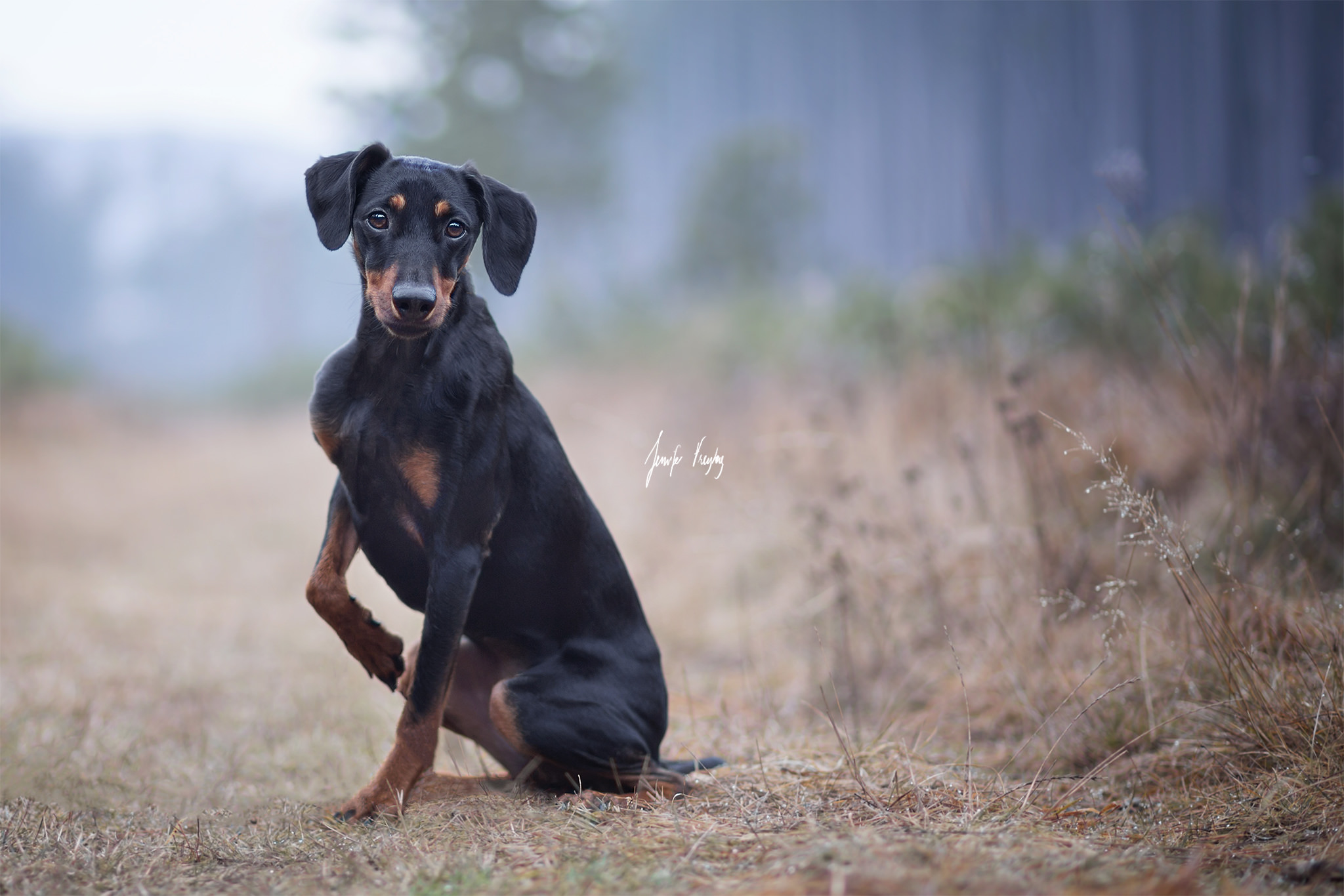 Doberman Wallpaper - Doberman Hd - HD Wallpaper 