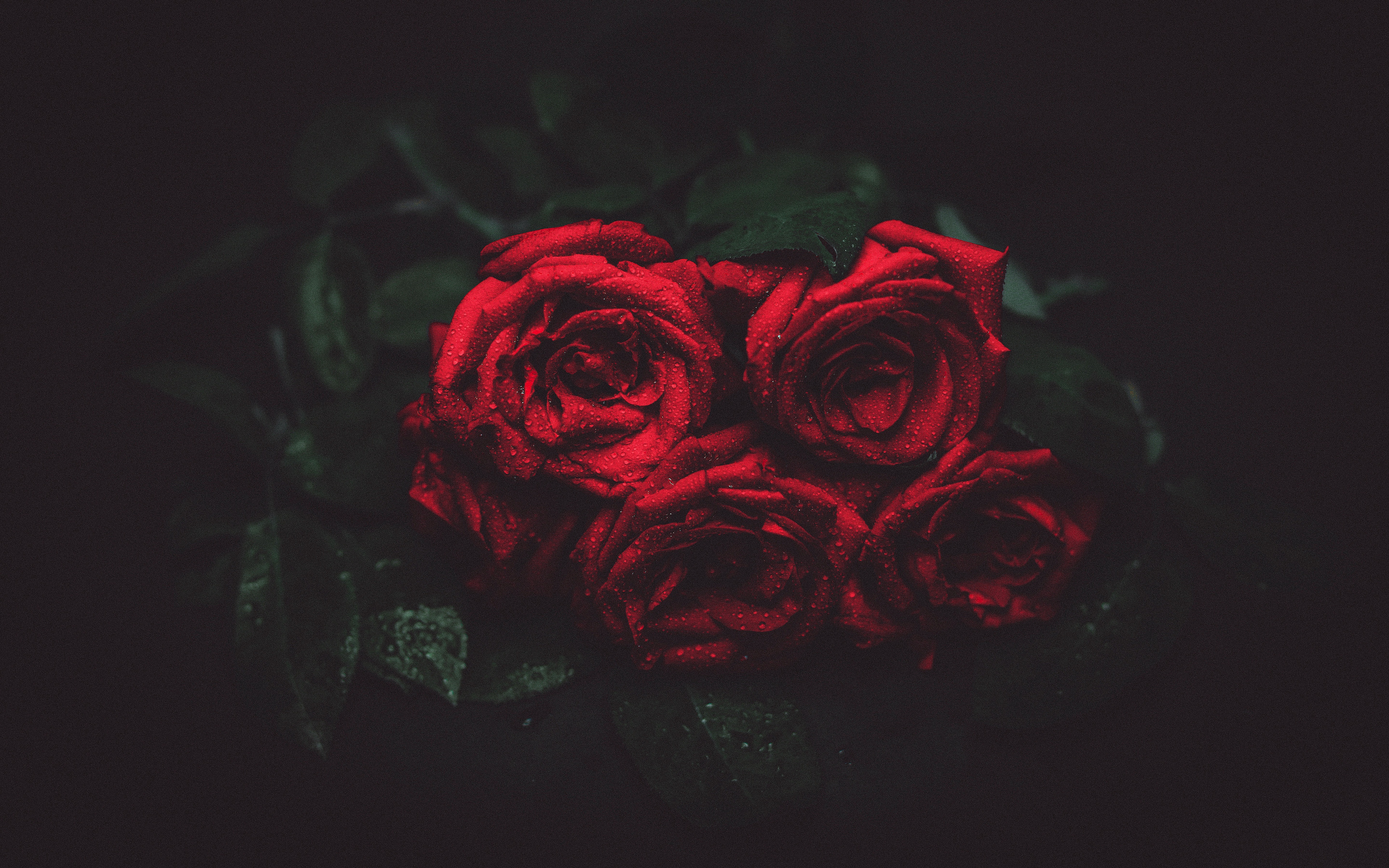 Wallpaper Roses, Drops, Buds, Dark Background - Cool Backgrounds Of Roses - HD Wallpaper 