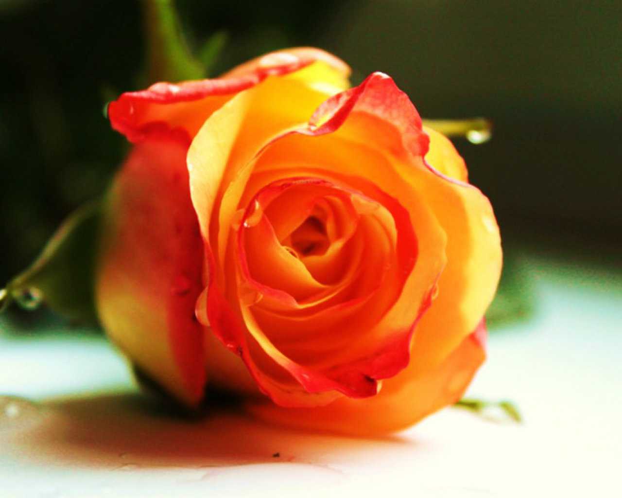 Orange Rose Wallpaper Download Roses Interesting Pixels - Garden Roses - HD Wallpaper 