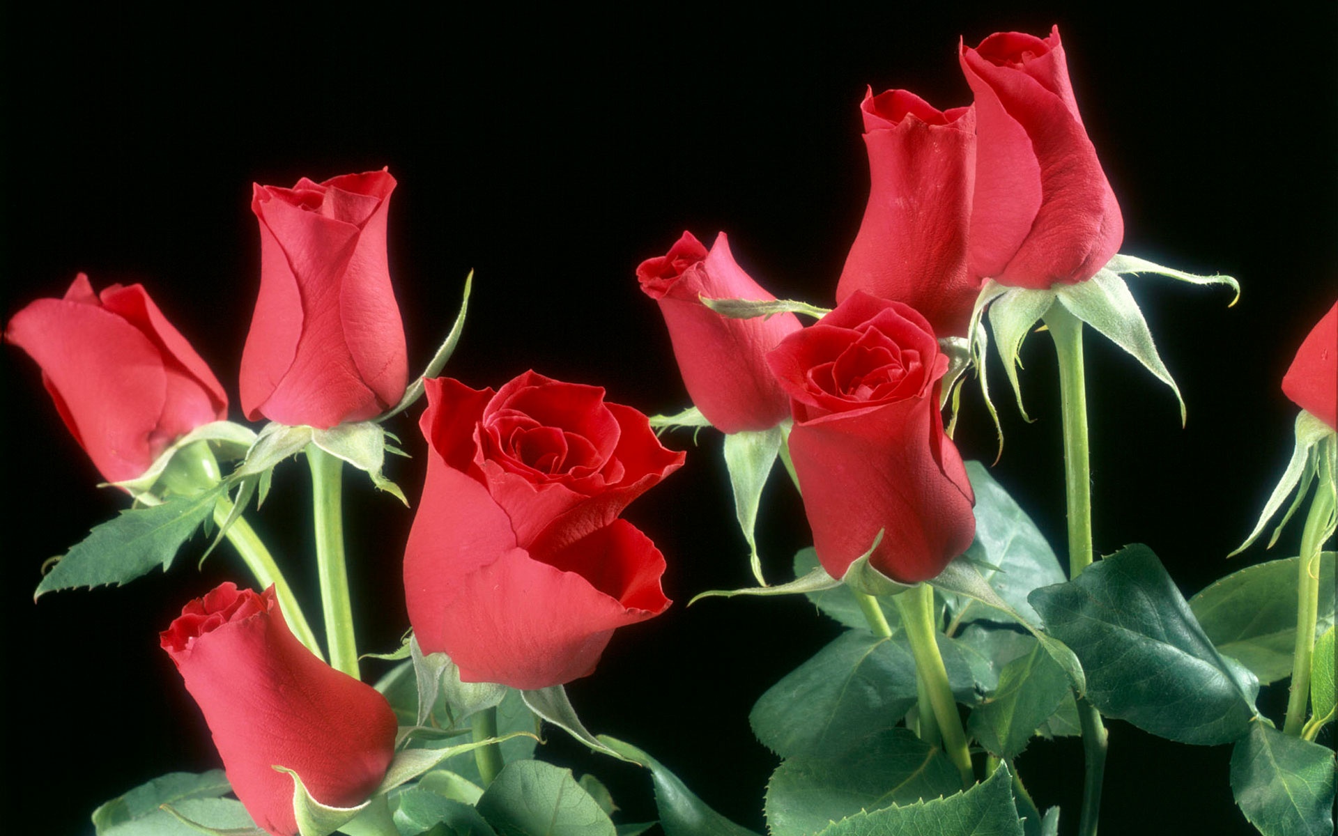 Red Roses Flowers - Rosa De Saron Lirio De Los Valles - HD Wallpaper 