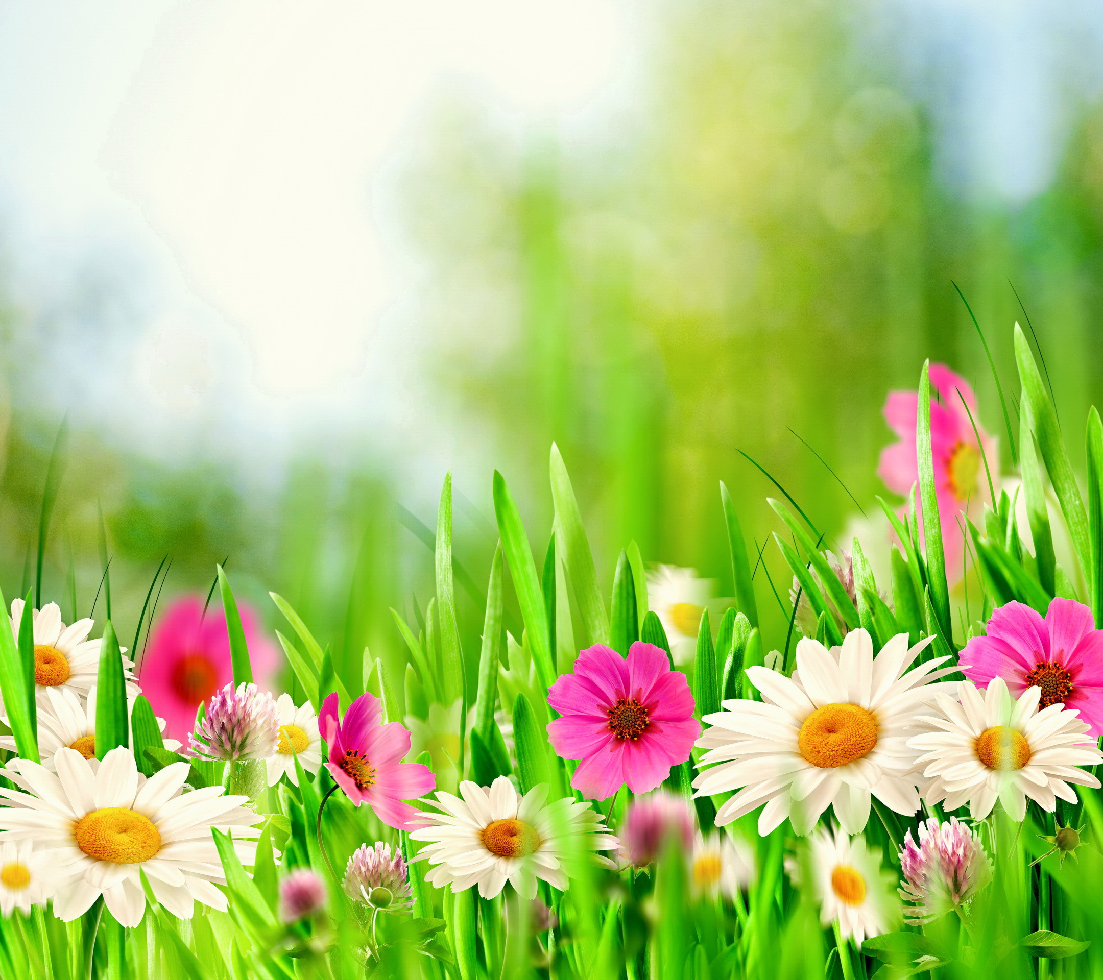 Spring Meadow Hd - New Background Images Hd Grass With Flowers - HD Wallpaper 