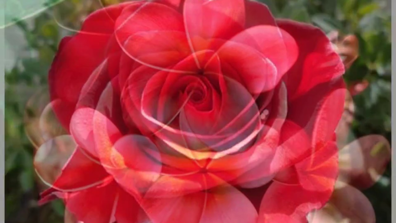 Hybrid Tea Rose - HD Wallpaper 