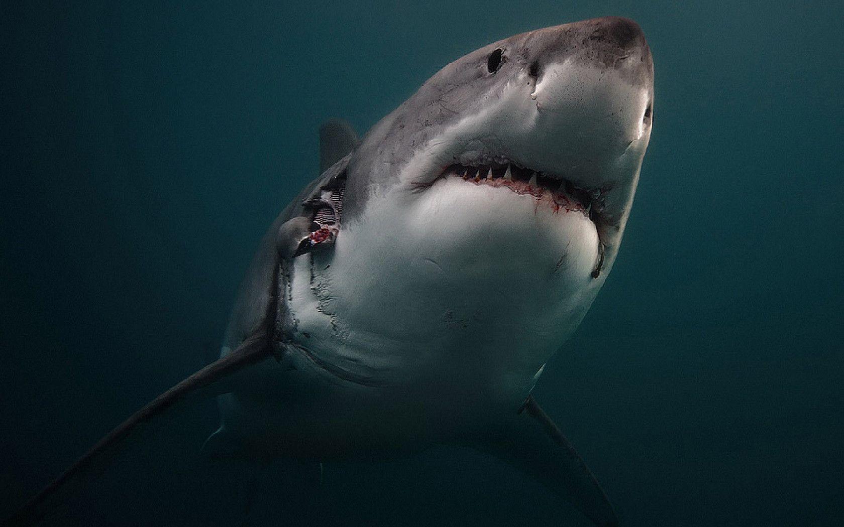 Iphone X Wallpapers Shark - HD Wallpaper 