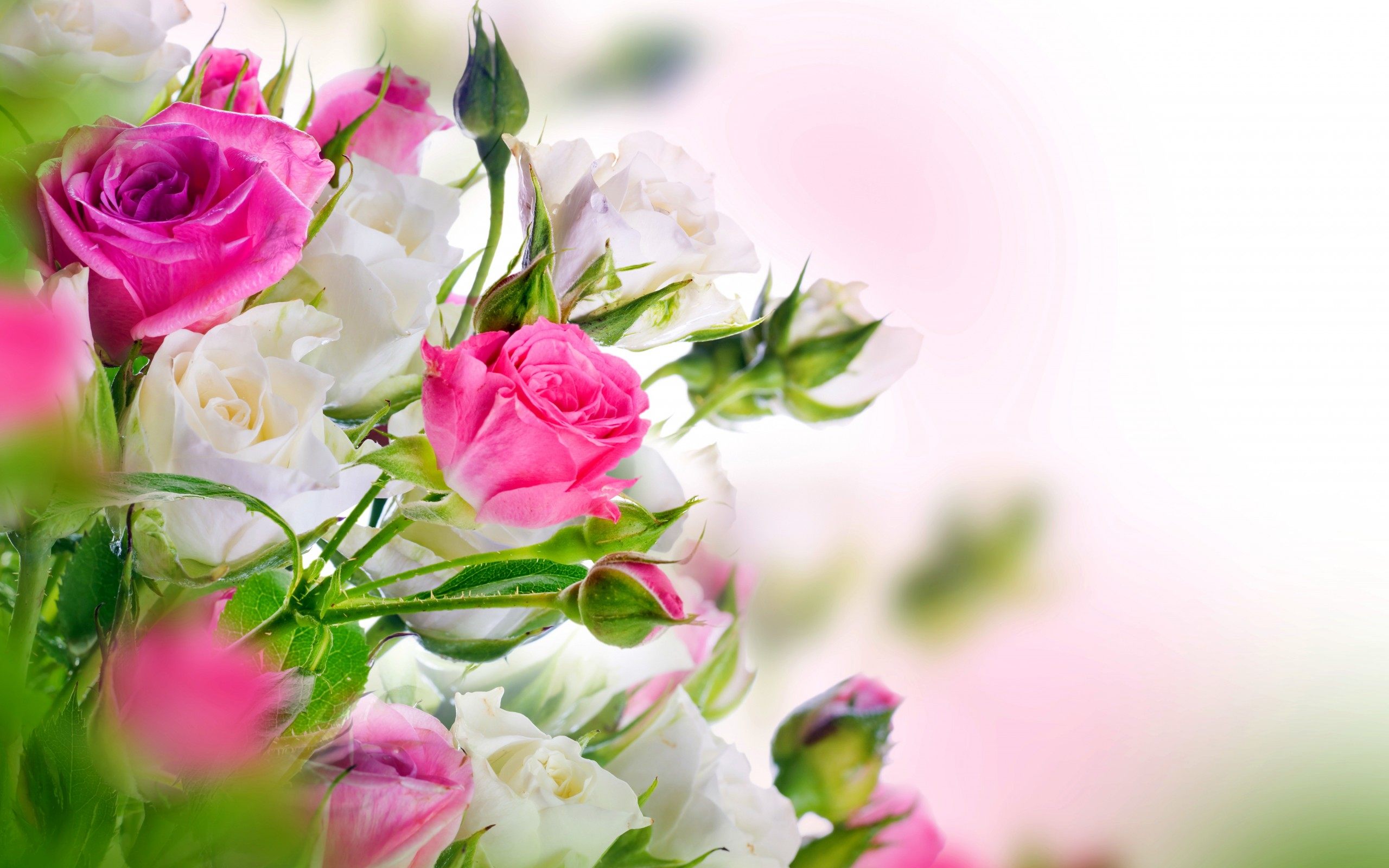 Champagne Glass And Red Roses Wallpaper Hd Download - Hd Flower Wallpaper For Mobile - 2560x1600 Wallpaper Champagne Glass And Red Roses Wallpaper Hd Download - Hd Flower Wallpaper For Mobile - 2560x1600 Wallpaper