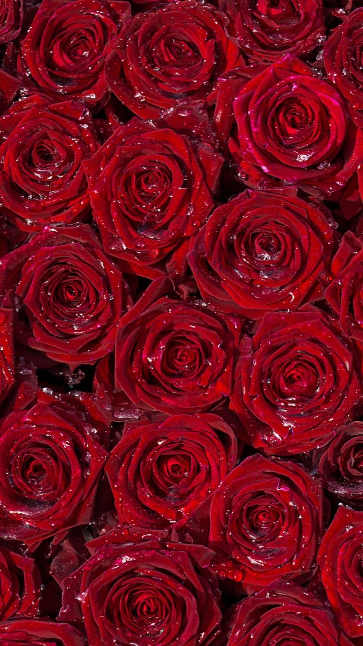 Roses Background For Ipad - HD Wallpaper 