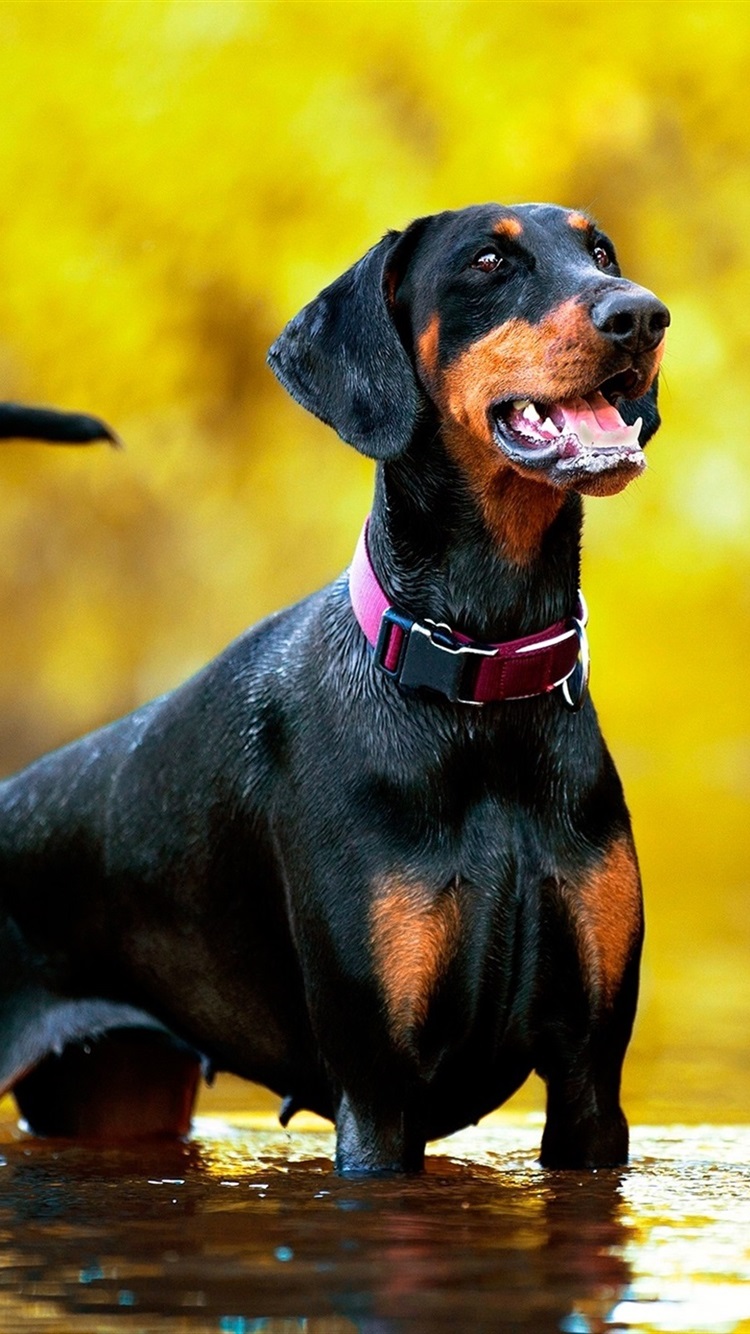 Iphone Wallpaper Doberman Dog Stand In Water - Doberman Dog Wallpaper For Phone - HD Wallpaper 