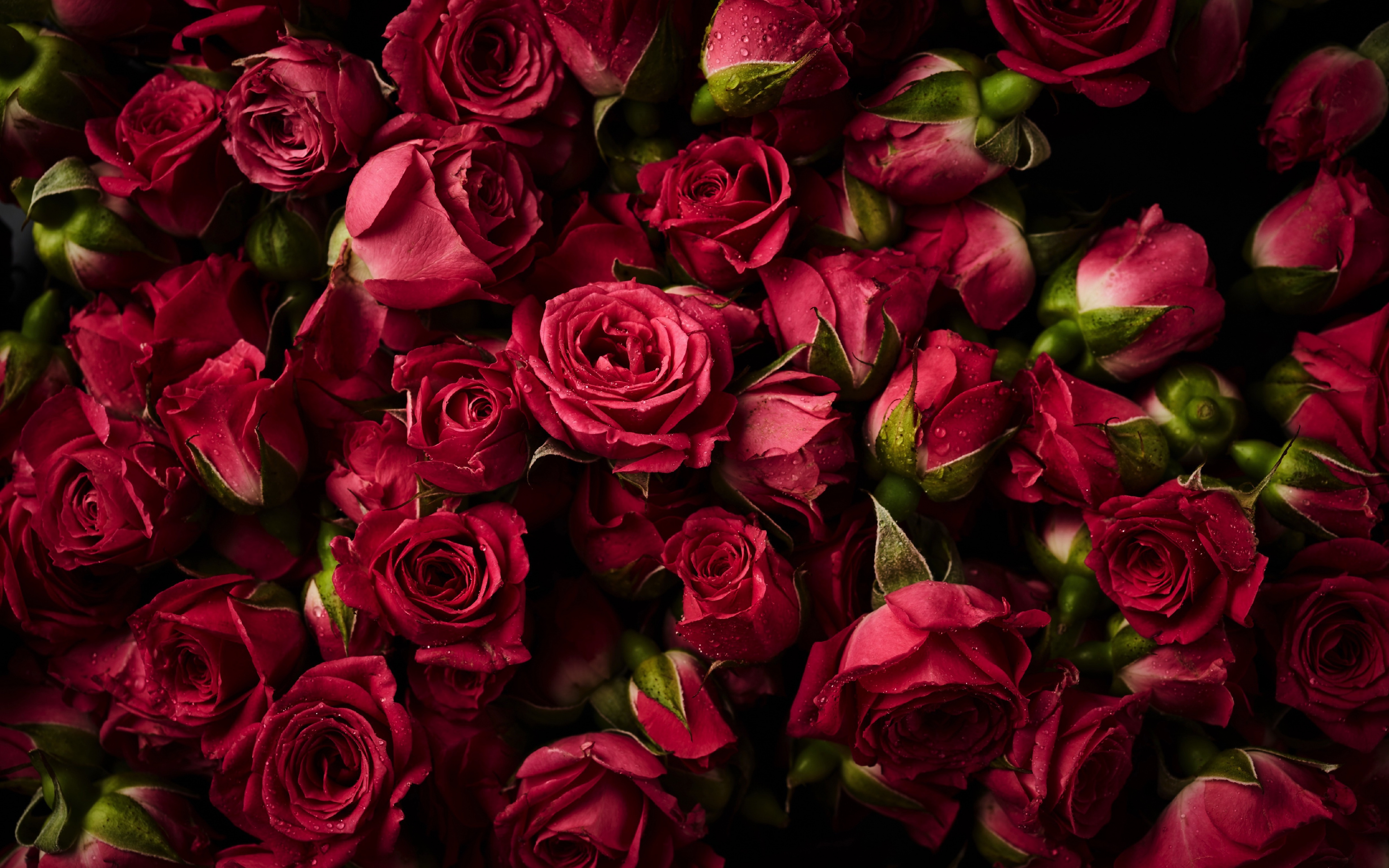 Pink Roses, Buds, Flowers, Wallpaper - Pink Roses Wallpaper Hd - HD Wallpaper 