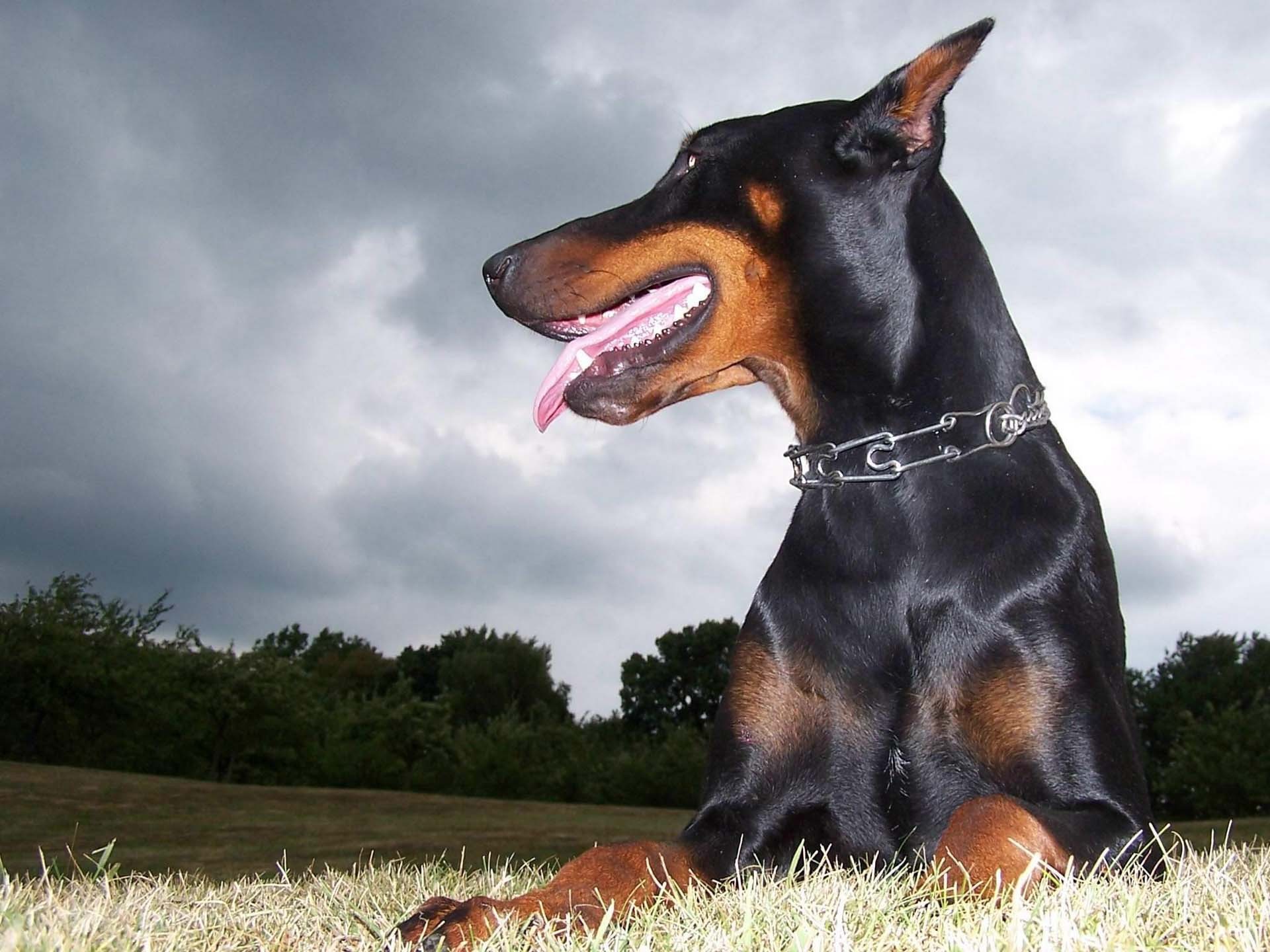 Doberman Wallpaper Nice - HD Wallpaper 