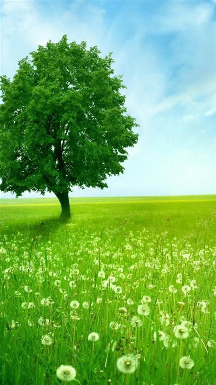 Green Tree Flowers Iphone 6 Wallpapers - Nature Green Wallpaper Hd - 750x1334 Wallpaper Green Tree Flowers Iphone 6 Wallpapers - Nature Green Wallpaper Hd - 750x1334 Wallpaper