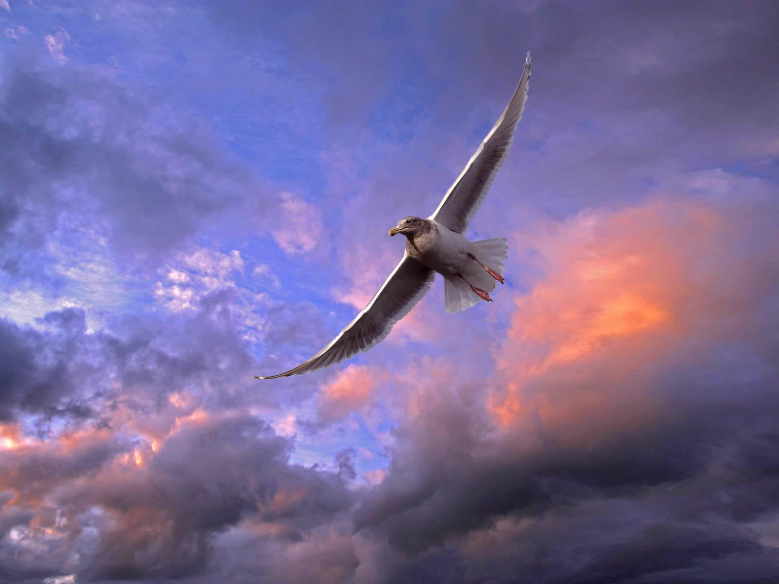 Bird Flying - HD Wallpaper 