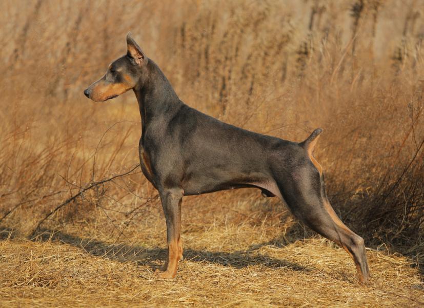 Doberman Origem - HD Wallpaper 