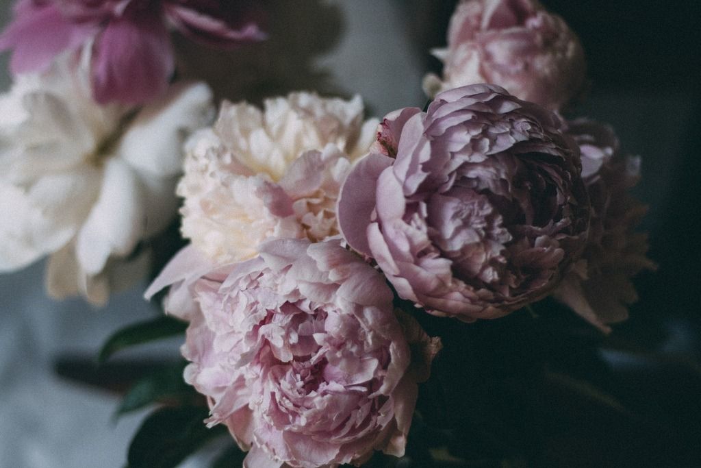 Peony - HD Wallpaper 