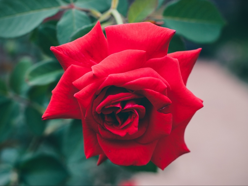 Wallpaper Rose, Flower, Bud, Red, Bush - Rose With Complementary Colors - HD Wallpaper 