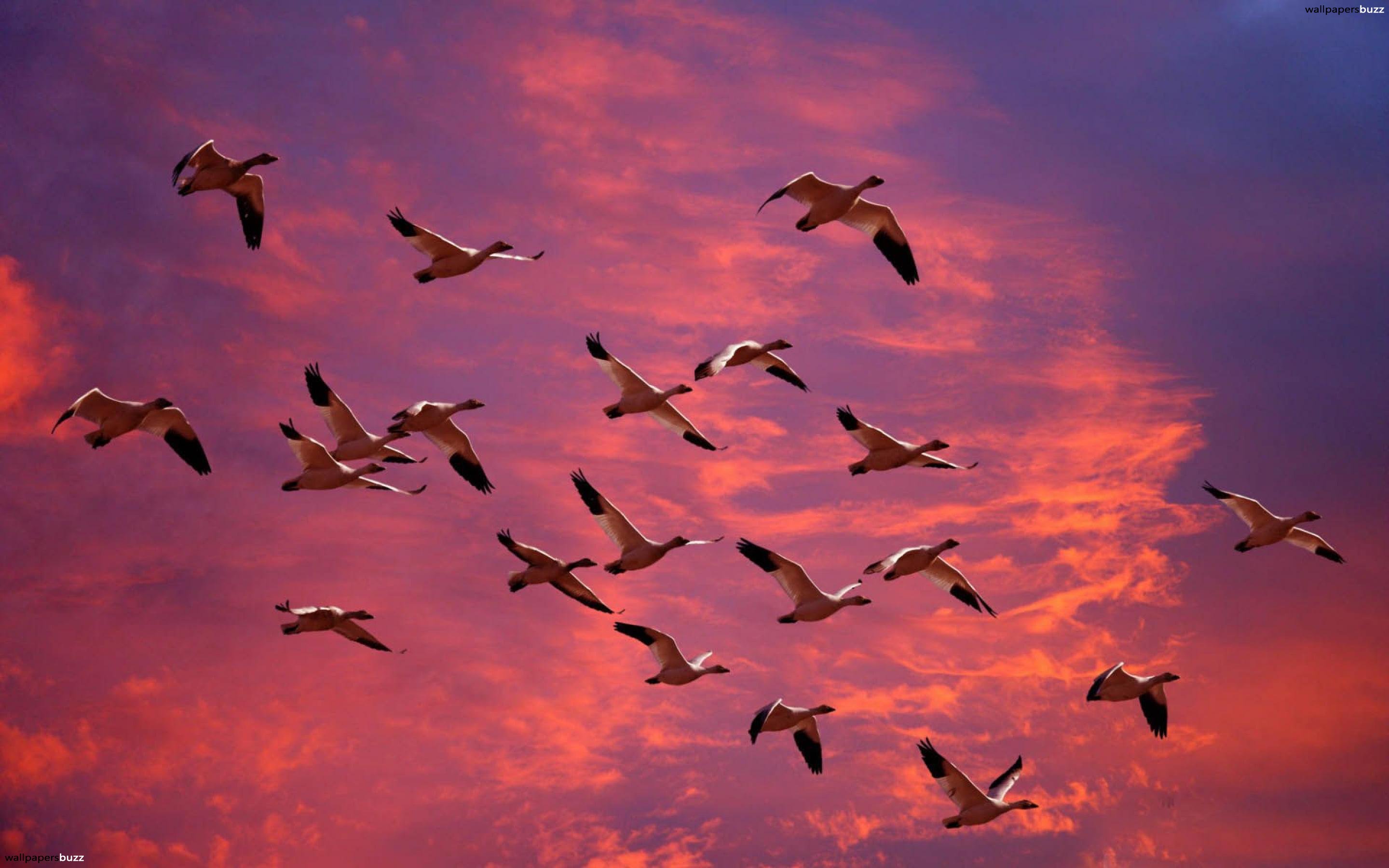 Birds Flying Hd - HD Wallpaper 