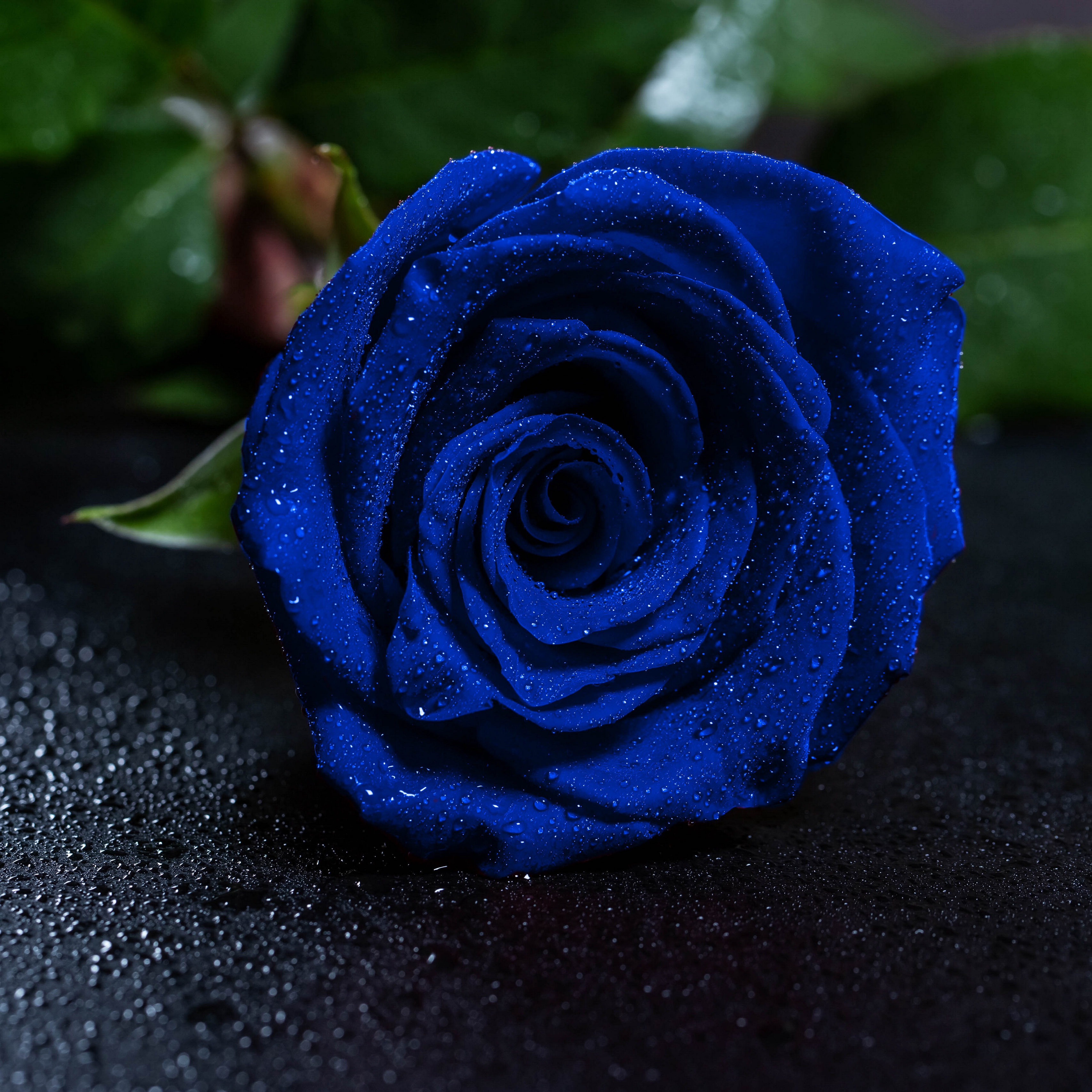 Wallpaper Rose, Blue Rose, Drops, Bud - HD Wallpaper 