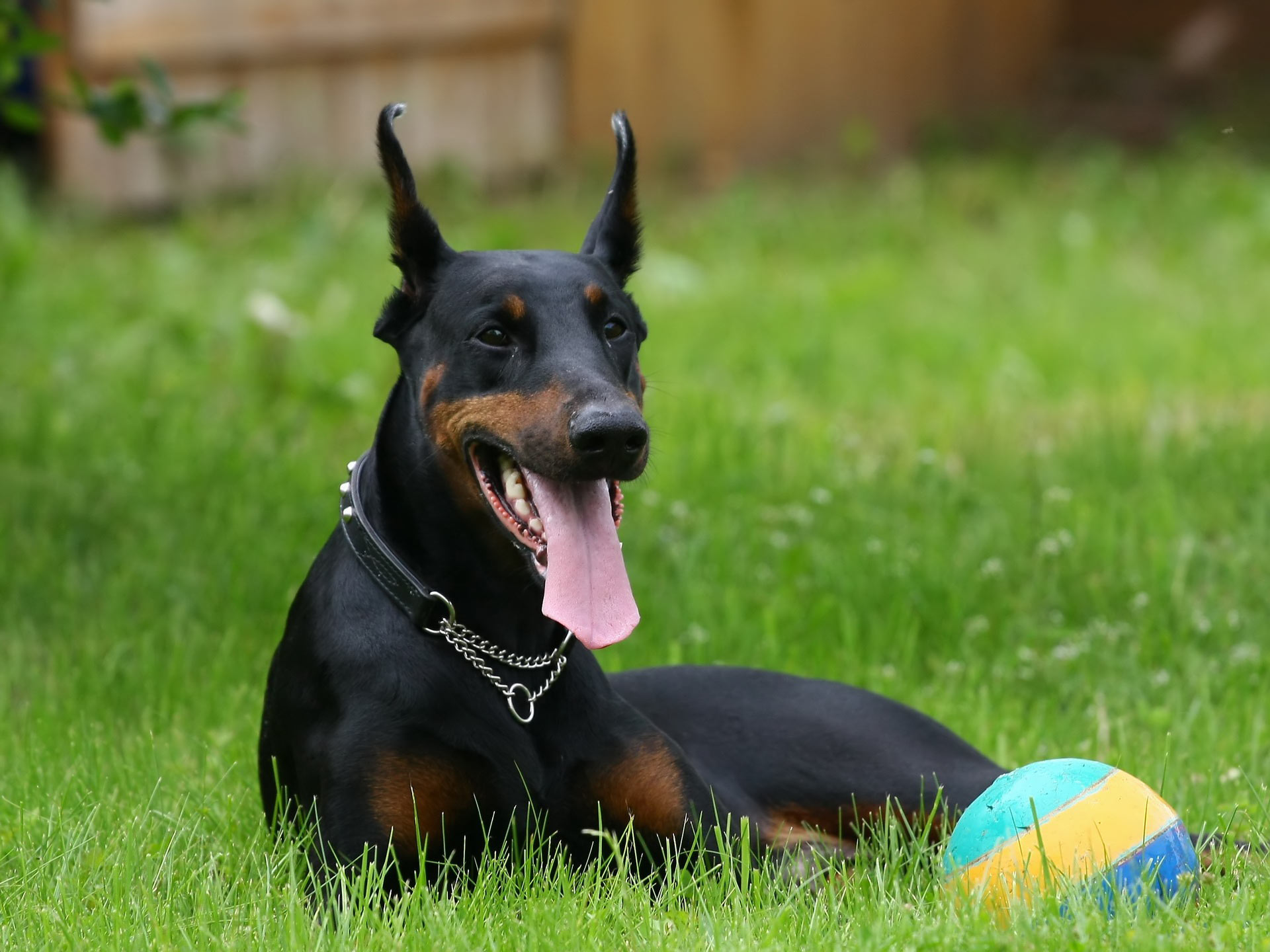 Dog Doberman - HD Wallpaper 