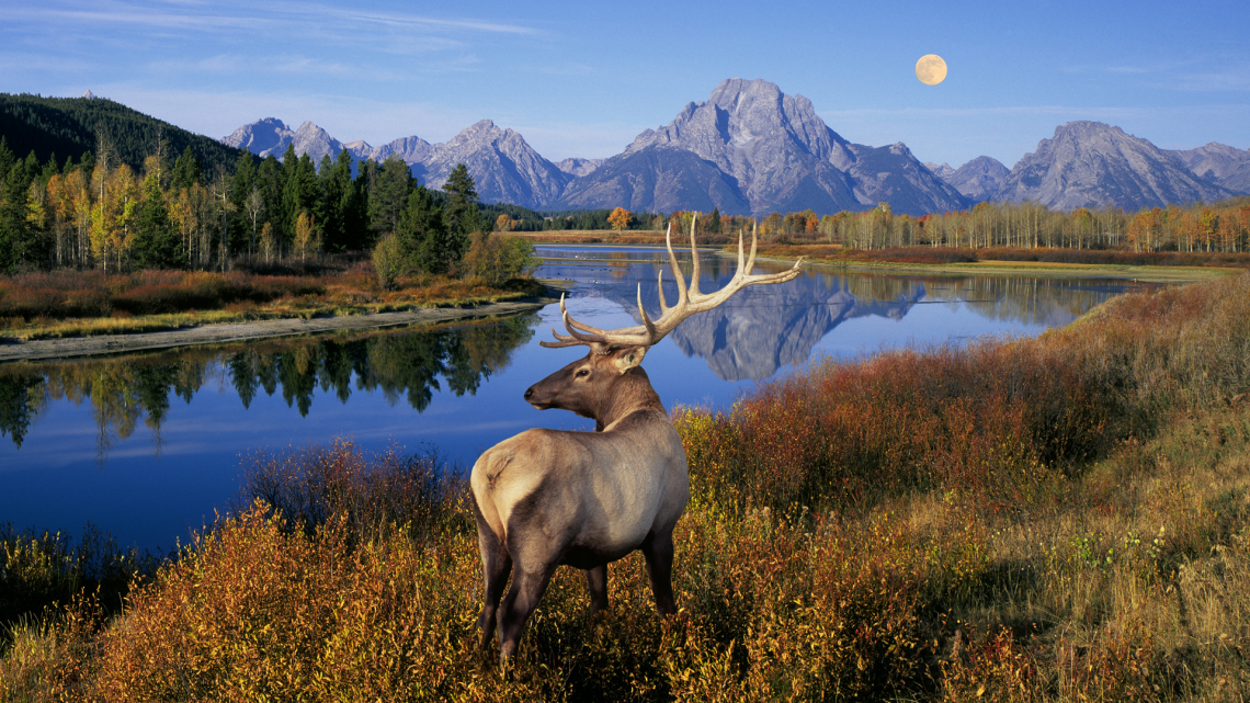 Outdoor Moose - Grand Teton National Park Wyoming Usa - HD Wallpaper 