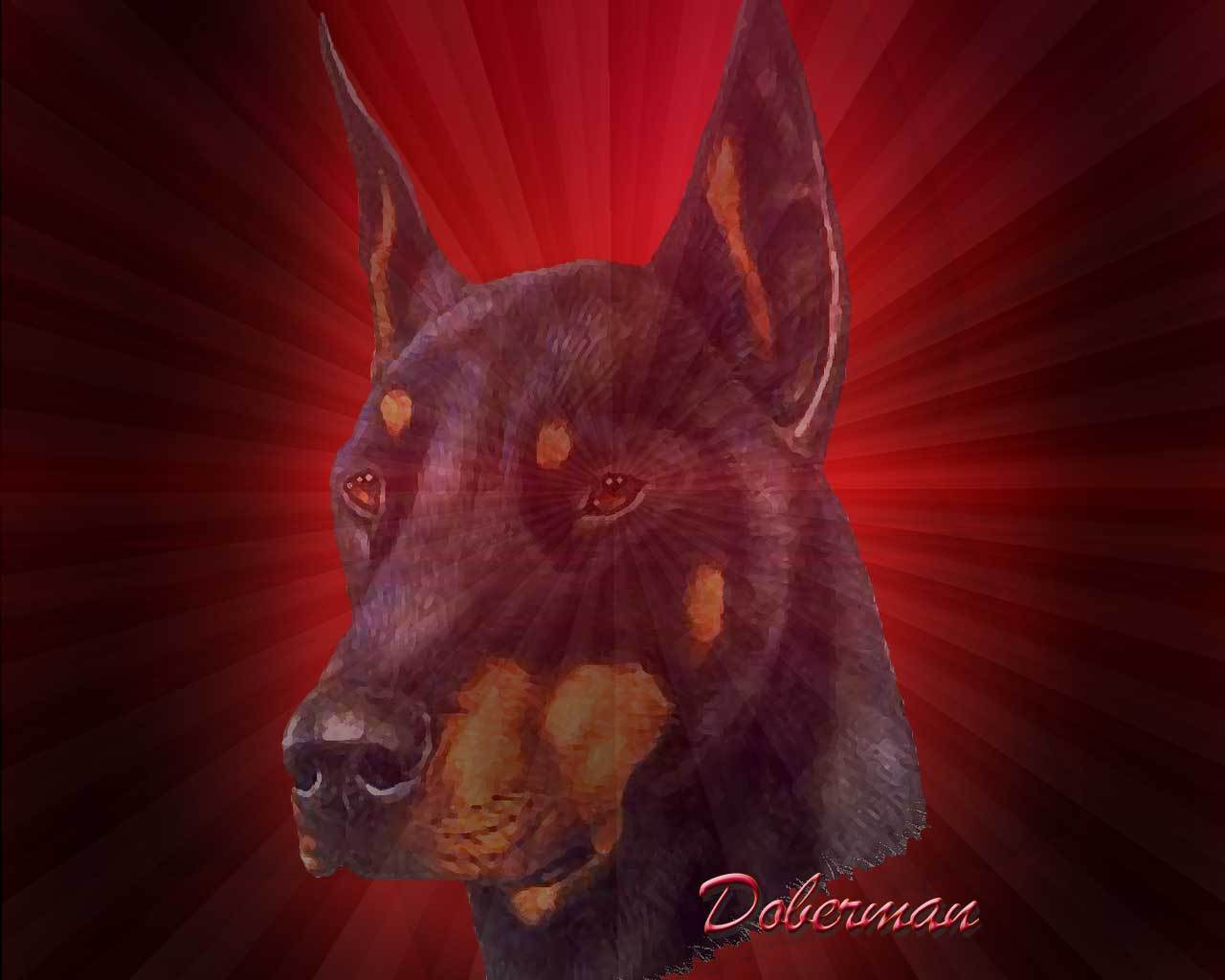 Doberman - Dobermann - HD Wallpaper 