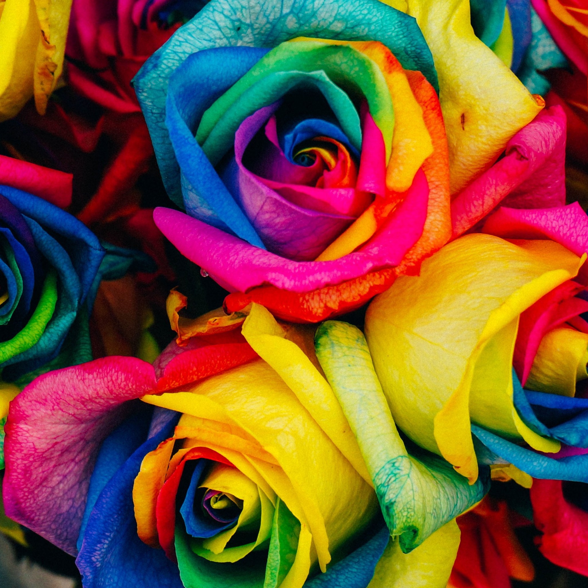 2048x2048, Colorful Rose Wallpaper Desktop Hd Images - Rose Wallpaper Hd Portrait - HD Wallpaper 