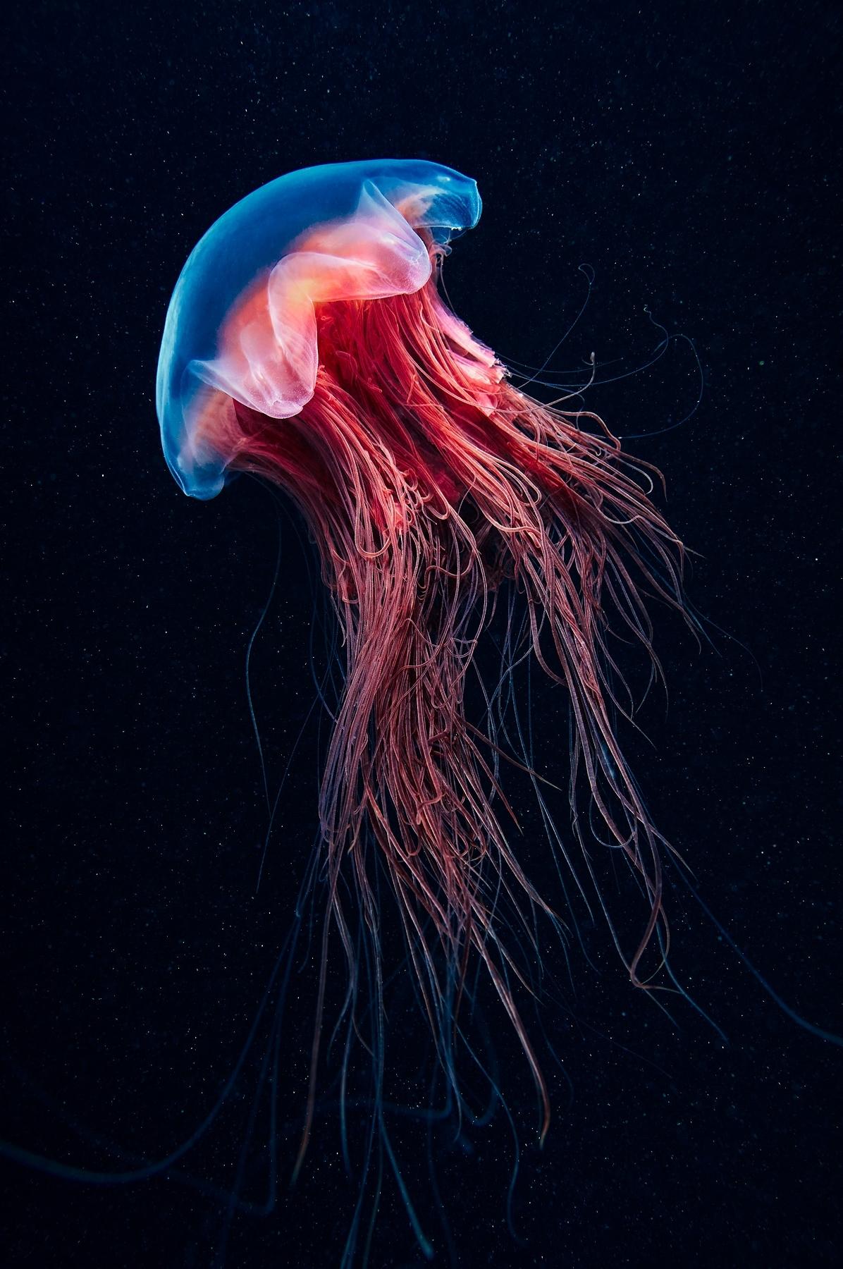 Jellyfish Underwater Biology Fish Ocean Color Water - Jellyfish Alexander Semenov - HD Wallpaper 