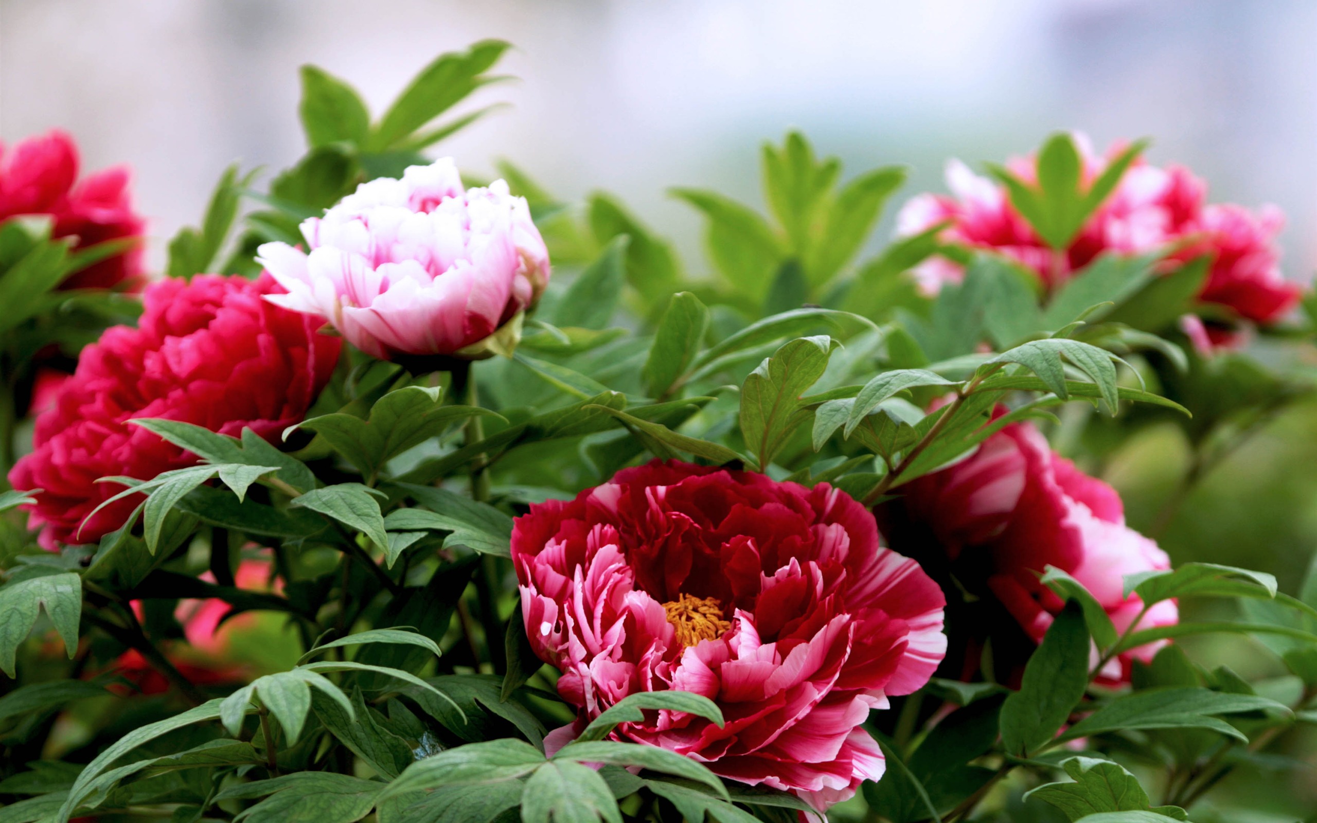 Stunning Peony Wallpaper - HD Wallpaper 