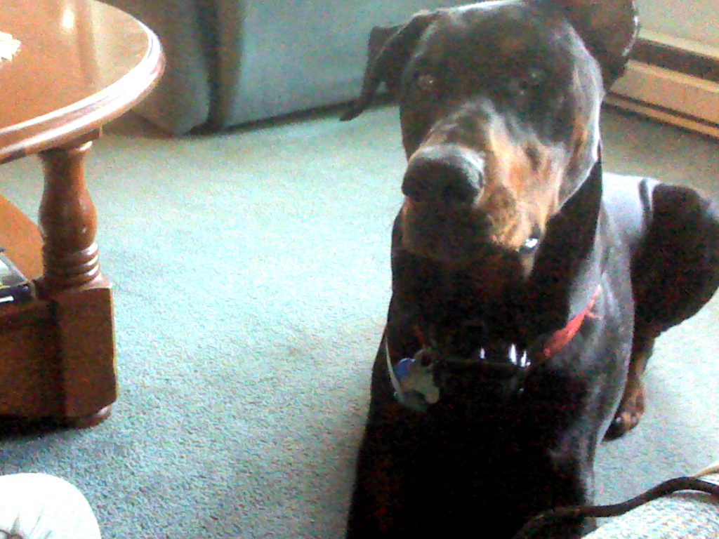 This Is My Dog Sam - Companion Dog - HD Wallpaper 