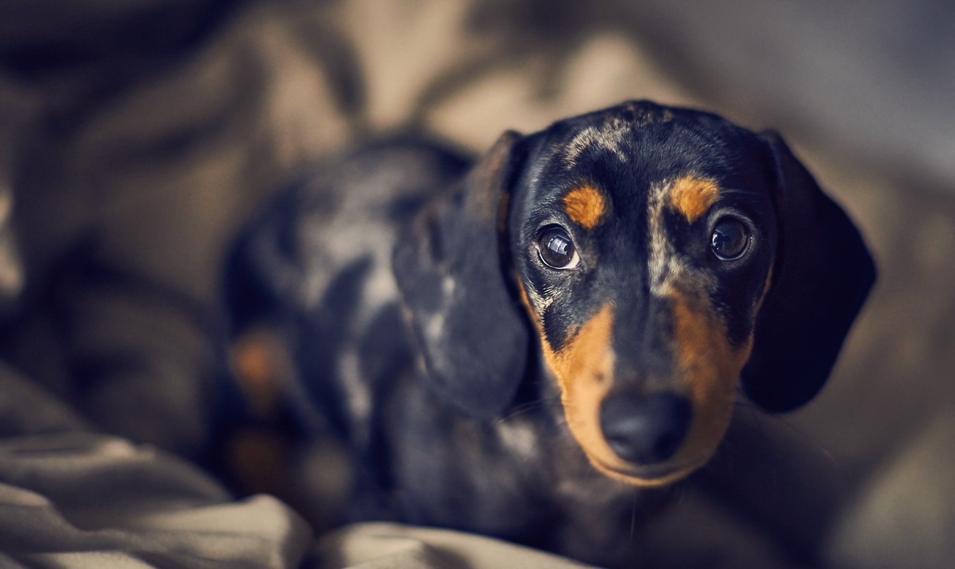 1920x1144, Dachshund Wallpaper - Iphone 8 Dachshund - HD Wallpaper 