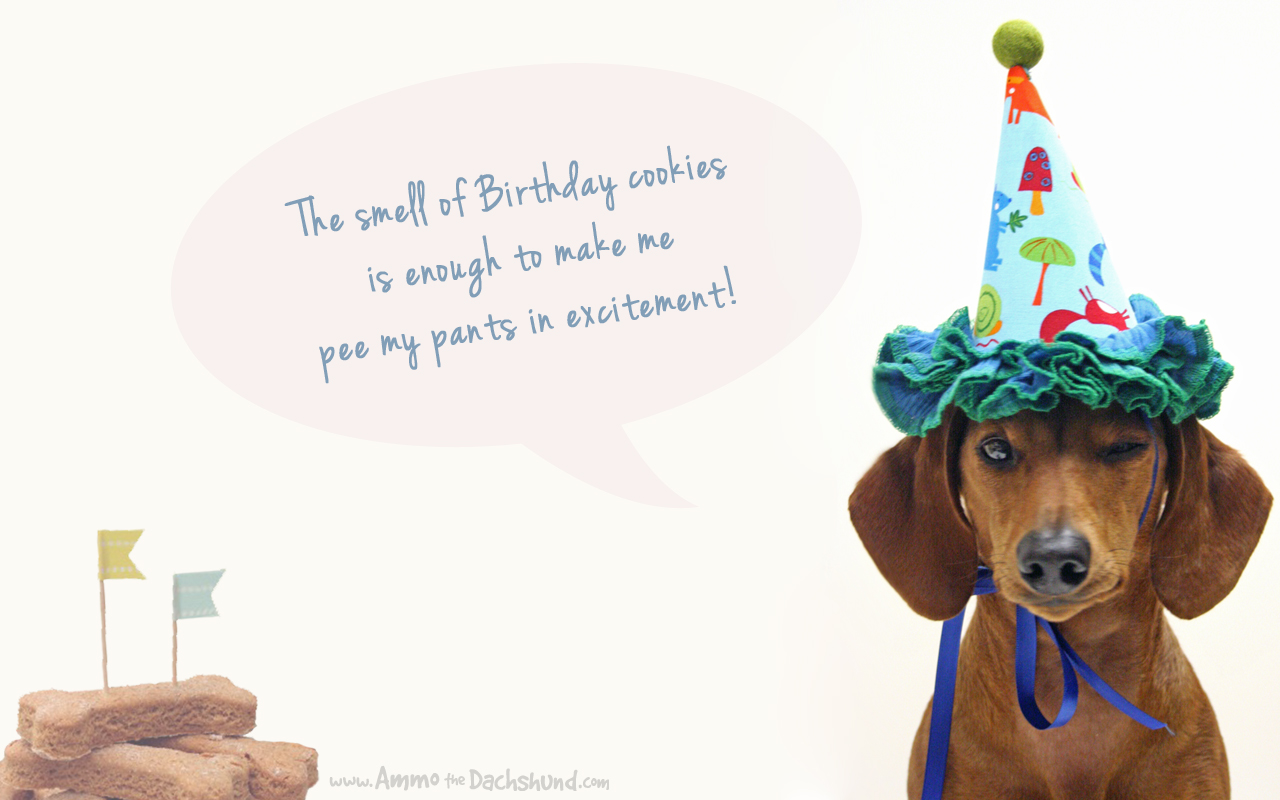 Dachshund Happy Birthday Meme - HD Wallpaper 