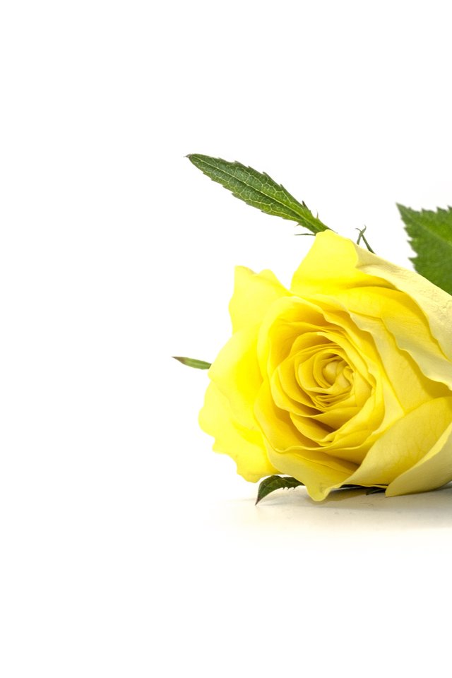 Yellow Rose - Love Good Morning Honey - HD Wallpaper 