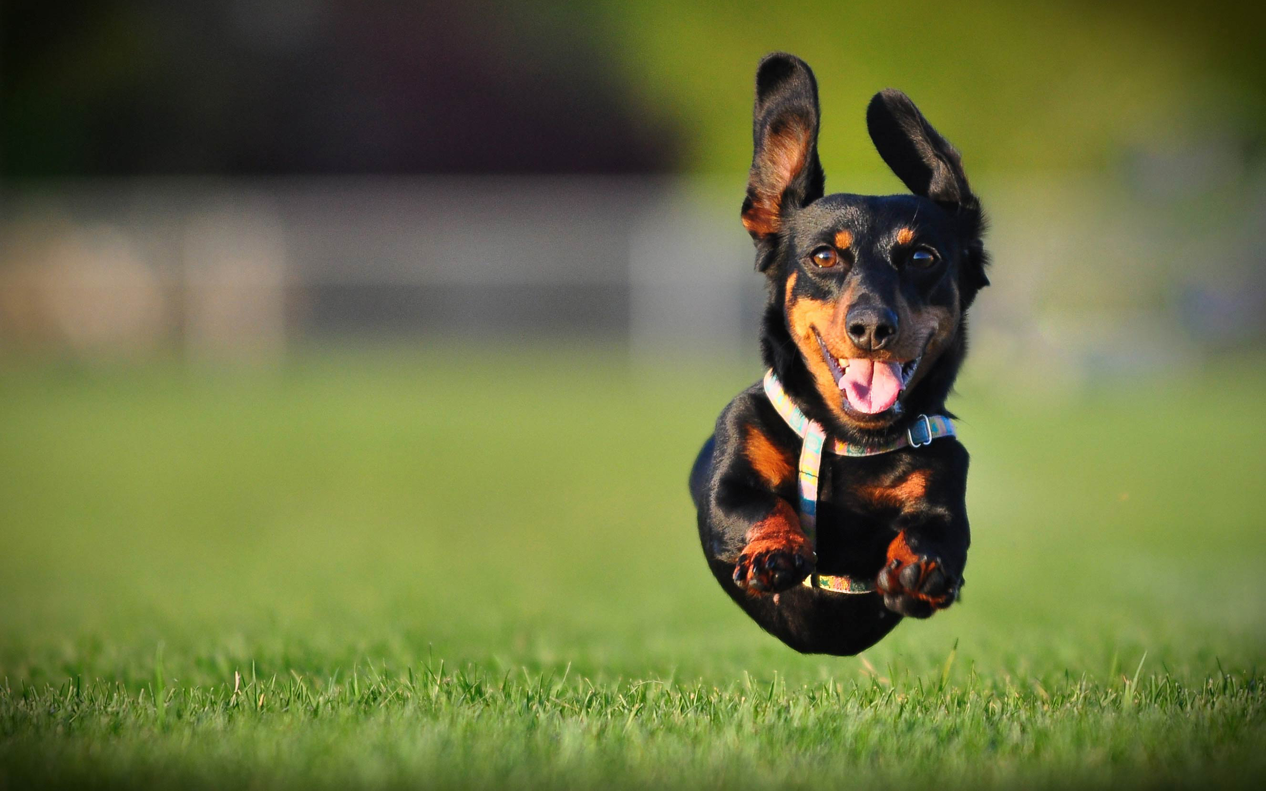 Dachshund Background - HD Wallpaper 