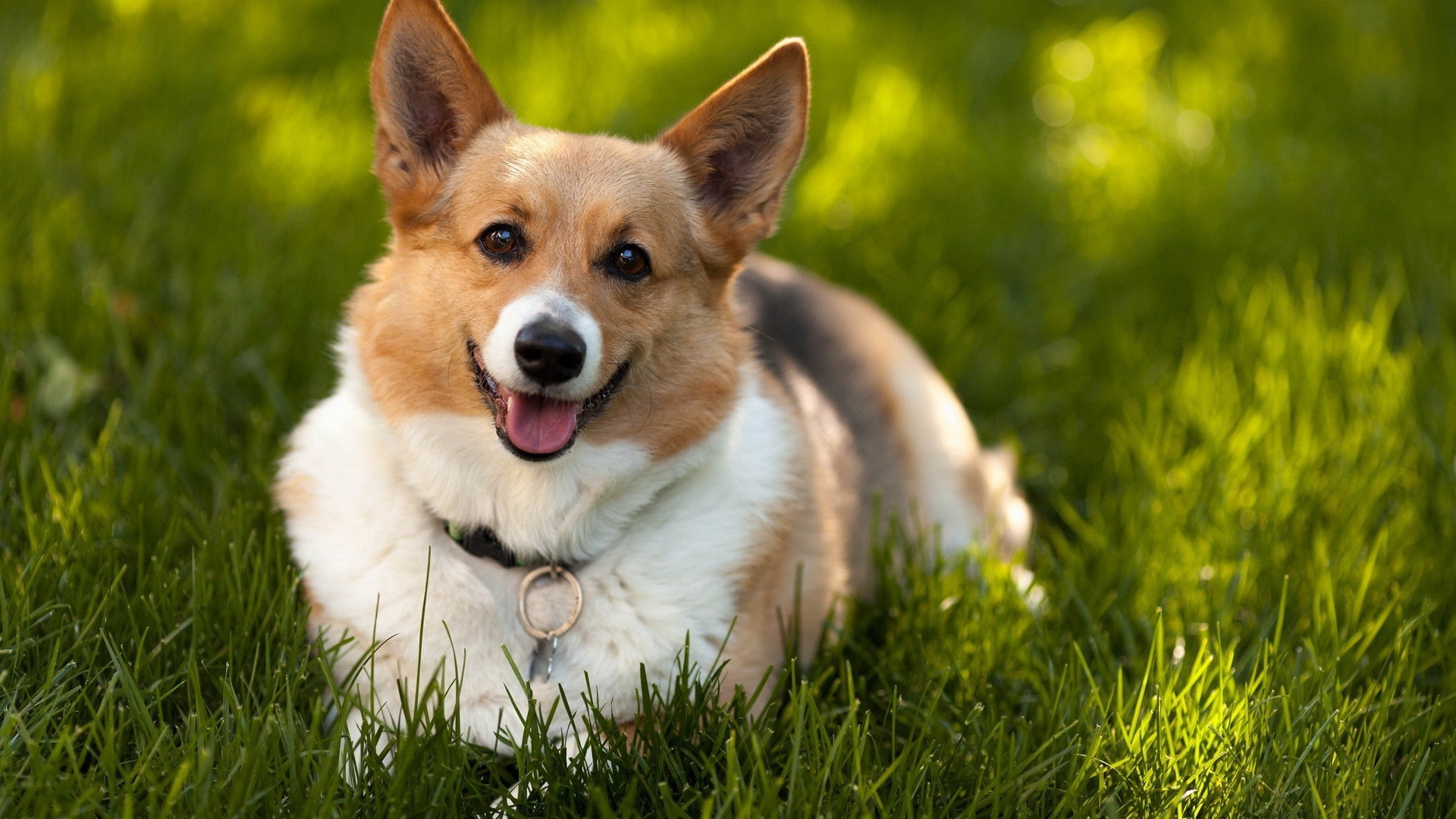 Welsh Corgi Wallpaper Hd 
 Data Src Best Welsh Corgi - Ipad Wallpaper Corgi Hd - HD Wallpaper 